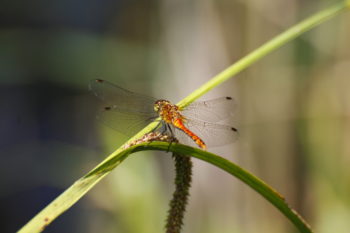 Ruddy Darter, Longham Lakes, Dorset 06/07/2019 (Martin Wood)