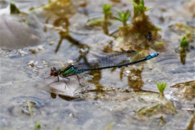 Small Red-eyed Damselfly, Longham Lakes 07/07/2019 (Martin Wood)