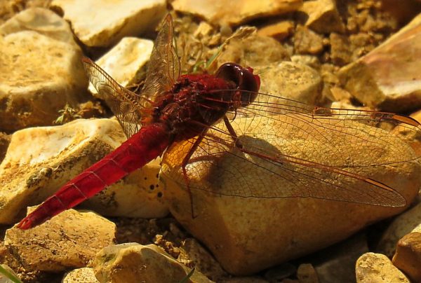 Scarlet Darter, Longham Lakes, 29/06/2019 (Ian Ballam)