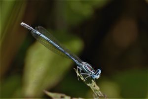 White-legged Damselfly