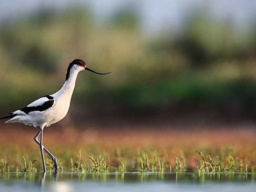 Avocet (Recurvirostra avosetta)