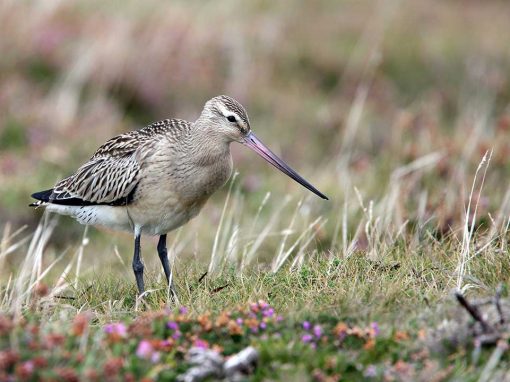 Bar-tailed Godwit (Limosa lapponica)