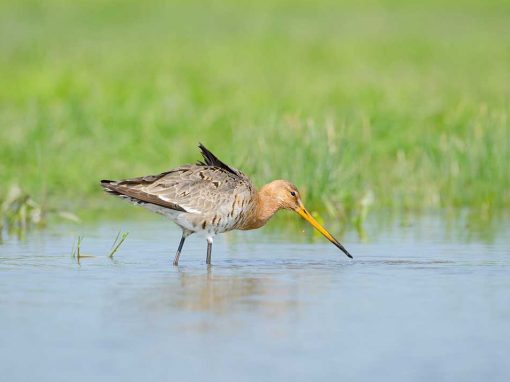 Black-tailed Godwit (Limosa limosa)