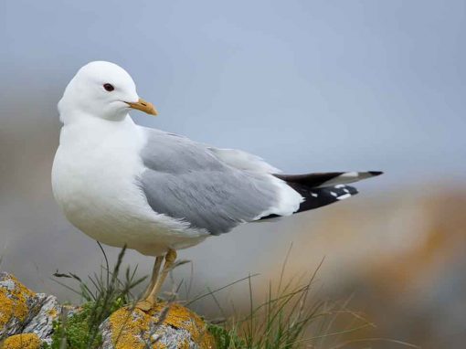 Common Gull (Larus canus)