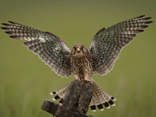 Common Kestrel (Falco tinnunculus)