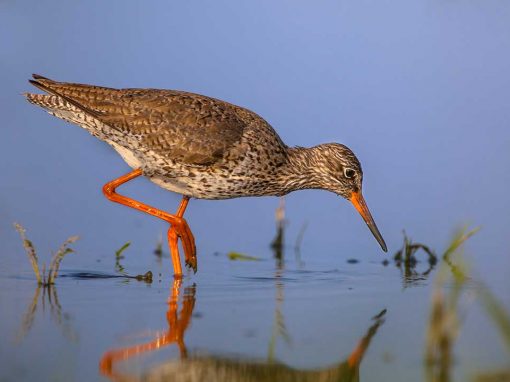 Common Redshank (Tringa totanus)