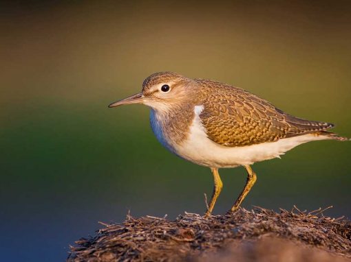 Common Sandpiper (Actitis hypoleucos)