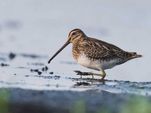 Common Snipe (Gallinago gallinago)