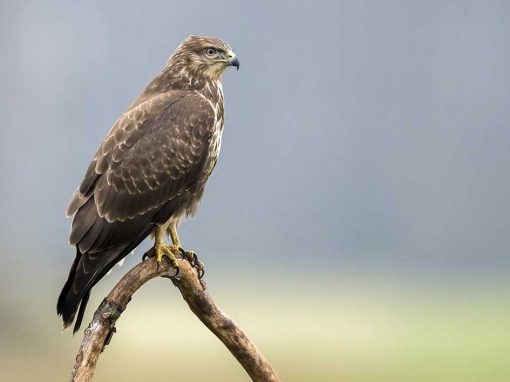 Common Buzzard