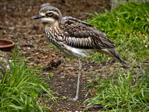 Curlew (Numenius arquata)