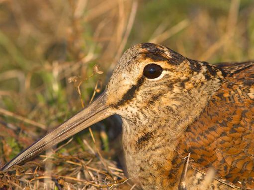 Eurasian Woodcock (Scolopax rusticola)