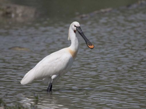 Eurasian Spoonbill (Platalea leucorodia)