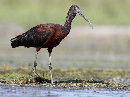 Glossy Ibis (Plegadis falcinellus)