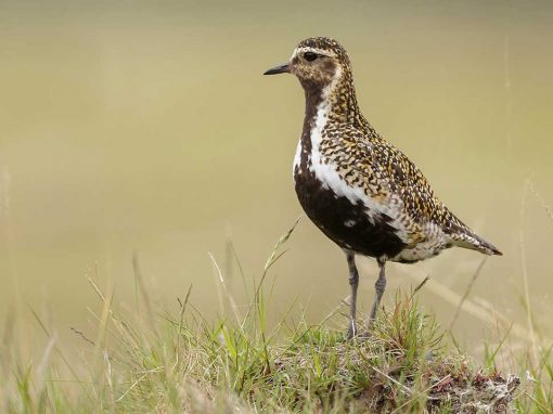 Golden Plover (Pluvialis apricaria)