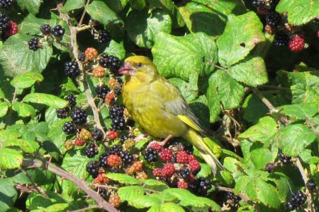 Greenfinch