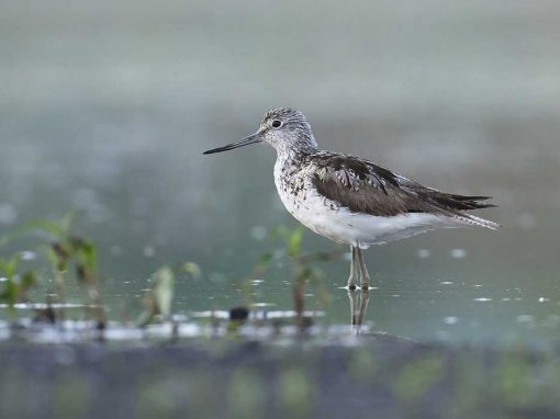 Greenshank (Tringa nebularia)