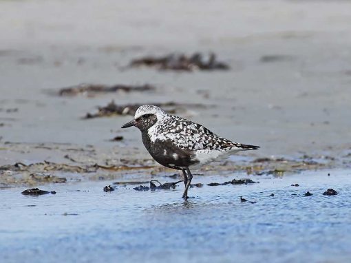 Grey Plover (Pluvialis squatarola)