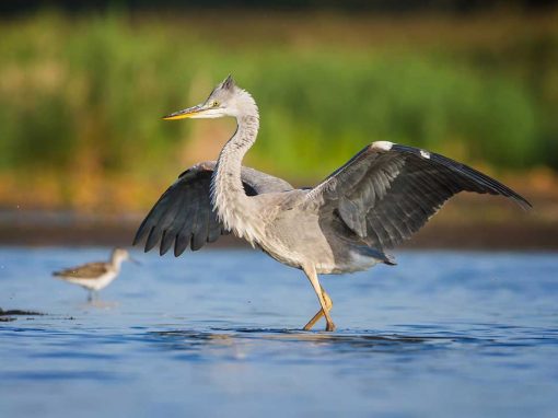 Grey Heron (Ardea cinerea)