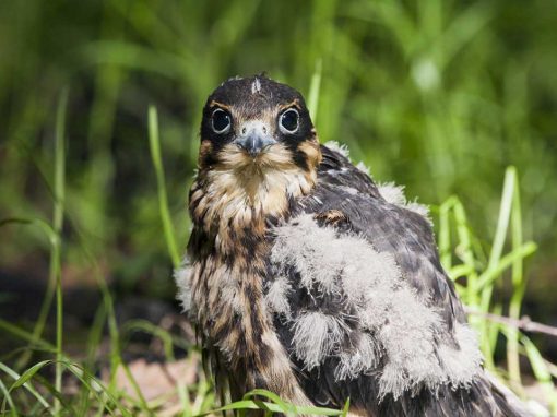 Hobby (Falco subbuteo)