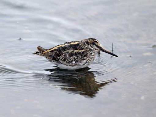 Jack Snipe (Lymnocryptes minimus)