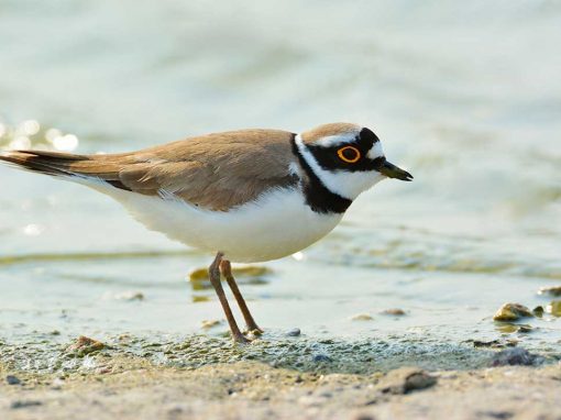 Little Ringed Plover (Charadrius dubius)