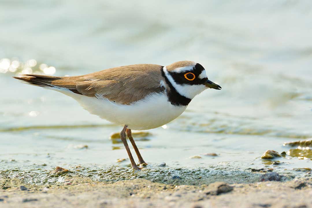 Little Ringed Plover | MarkEisingBirding