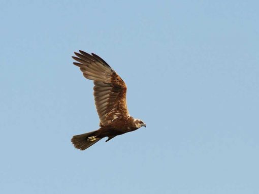 Marsh Harrier (Circus aeruginosus)