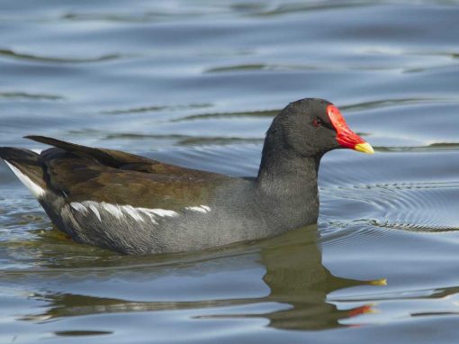 Moorhen (Gallinula chloropus)