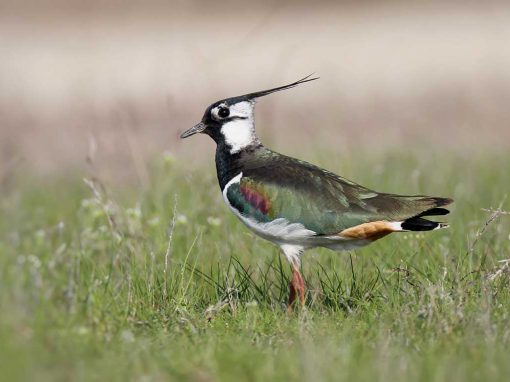 Northern Lapwing (Vanellus vanellus)