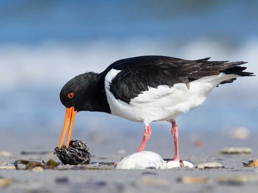 Oystercatcher (Haematopus ostralegus)