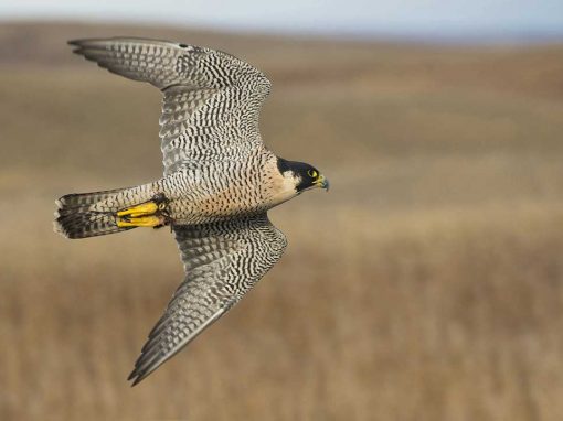 Peregrine Falcon (Falco peregrinus)