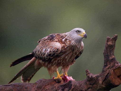 Red Kite (Milvus milvus)