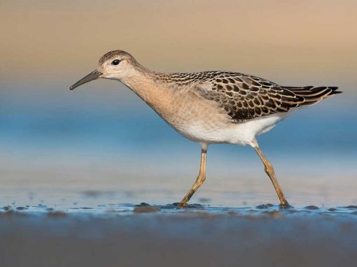 Ruff (Philomachus pugnax)