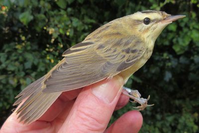 Sedge Warbler