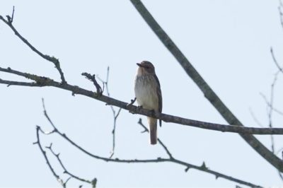 Spotted Flycatcher