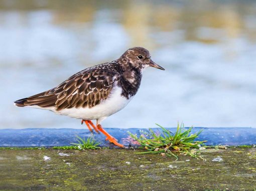 Turnstone (Arenaria interpres)