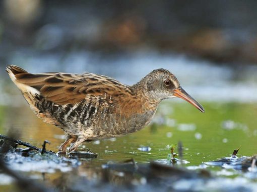 Water Rail (Rallus aquaticus)