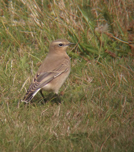 Wheatear