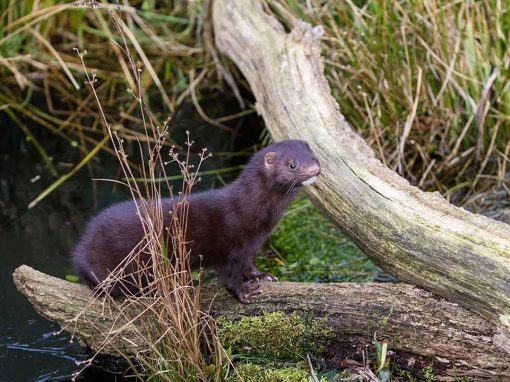 American Mink (Mustela vison)