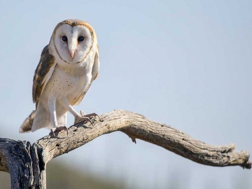 Barn Owl (Tyto alba)