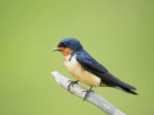 Barn Swallow (Hirundo rustica)