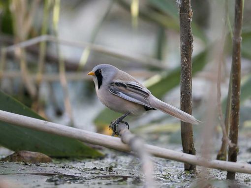 Bearded Tit (Panurus biarmicus)