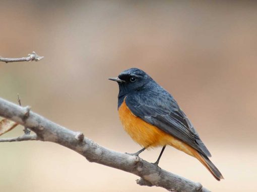 Black Redstart (Phoenicurus ochruros)