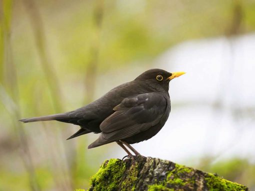 Blackbird (Turdus merula)