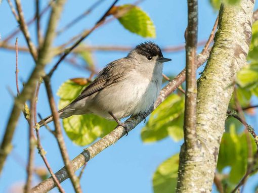 Blackcap (Sylvia atricapilla)