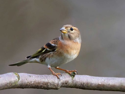 Brambling (Fringilla montifringilla)