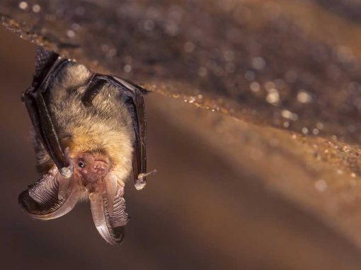 Brown Long-eared Bat (Plecotus auritus)