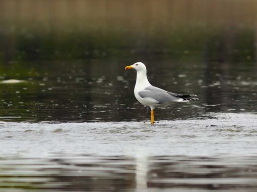 Caspian Gull (Larus cachinnans)