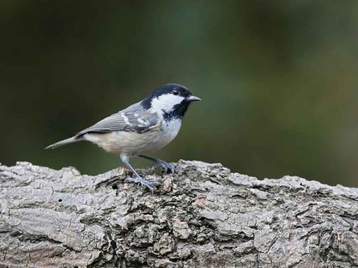 Coal Tit (Periparus ater)