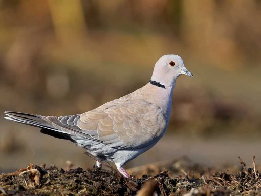 Collared Dove (Streptopelia decaocto)